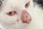 Penyebab Hidung Kucing Jamuran Beserta Cara Mengobatinya 2023