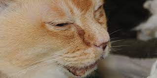 Penyebab Hidung Kucing Tersumbat