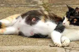 Penyebab Kucing Hamil Tidak Mau Makan