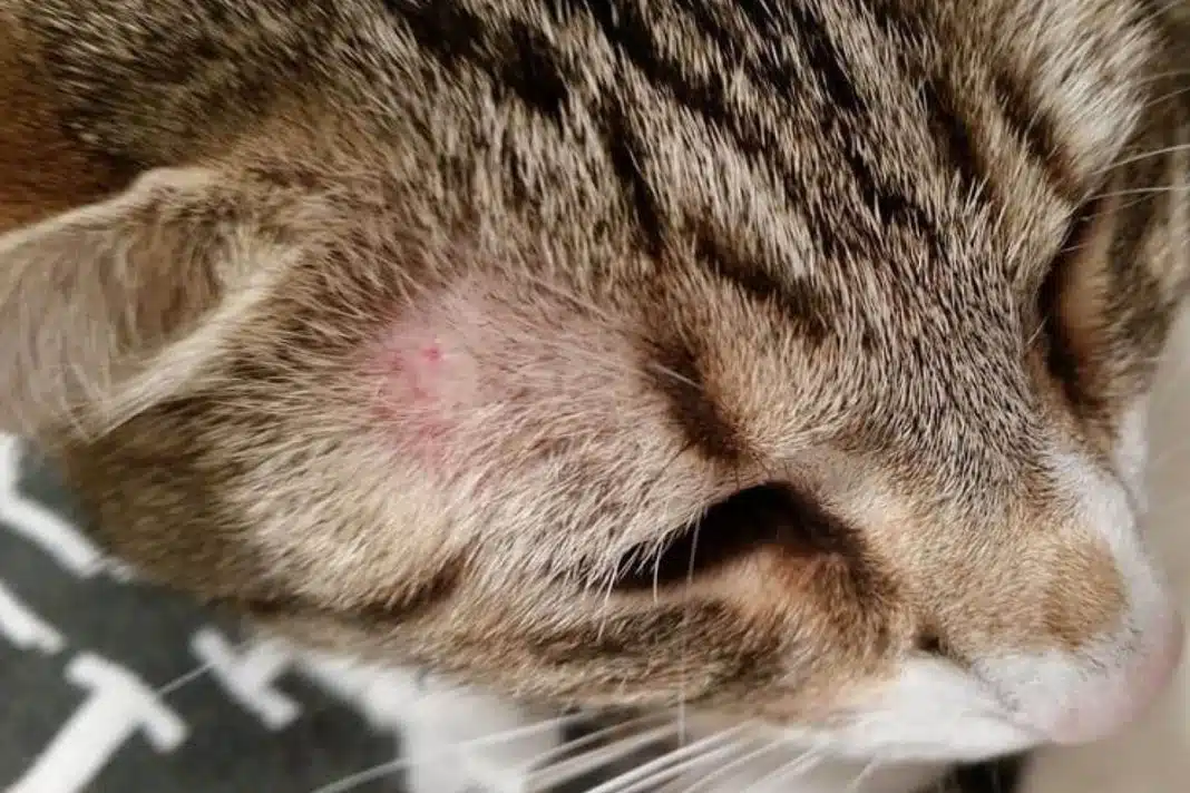Penyebab Kurap Pada Kucing