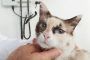 Penyebab hidung kucing Cedera Yang Berlangsung Lama