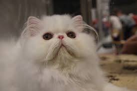 Persia Hidung Pesek Jenis Himalaya