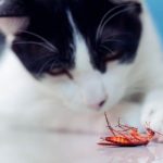 Pertolongan Pertama Kucing Makan Kecoa Gejala, Bahaya, Manfaat dan Cara Mencegahnya 2023