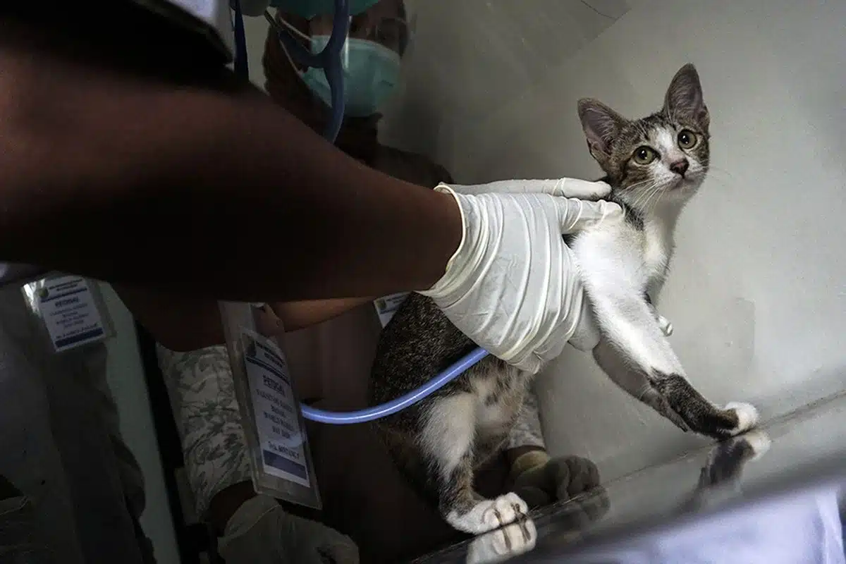 Tempat Melakukan Vaksin Rabies Kucing