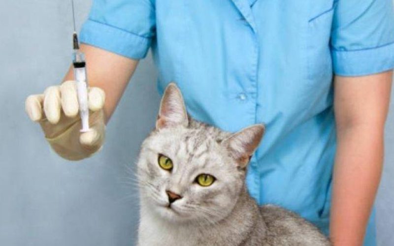 Vaksin F3 Kucing: Manfaat dan Harga Vaksin Untuk Anabul Yang Harus Diketahui 2023