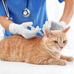Vaksin Rabies Kucing Manfaat dan Prosedur Melakukan Suntik Rabies Bagi Anabul 2023