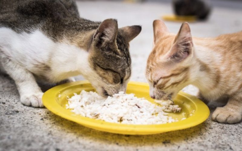 Waktu Jam Makan Kucing 3 Bulan Terbaik Agar Sehat dan Gemuk 2023