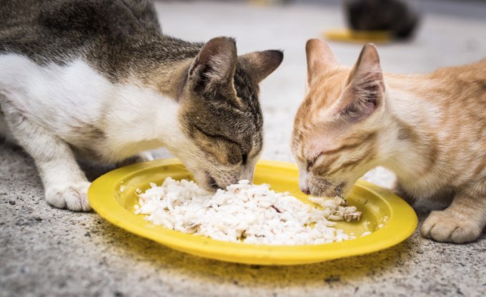 Waktu Jam Makan Kucing 3 Bulan Terbaik Agar Sehat dan Gemuk 2023