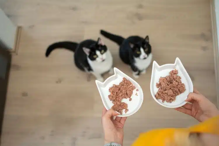 cara mengatasi Nafsu Makan Kucing Menurun