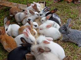 peternakan kelinci terdekat di bandung Ternak Kelinci HelDi’S