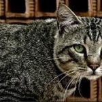 10 Kucing Indonesia Asli Cocok Dipelihara Paling Lucu dan Menggemaskan 2023