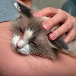 10 Penyebab Kucing Belekan Hitam Merah Kuning Beserta Cara Mengobati dan Merawatnya 2023