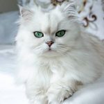 7 Jenis Kucing Persia Hewan Peliharaan Paling Populer dan Terkenal Diminati Banyak Orang 2023