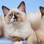 7 Perbedaan Kucing Himalaya dan Ragdoll Patut Diketahui Pecinta Hewan 2023