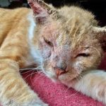 8 Cara Menghilangkan Jamur Kucing Paling Ampuh Obat Alami dan Resep Dokter 2023