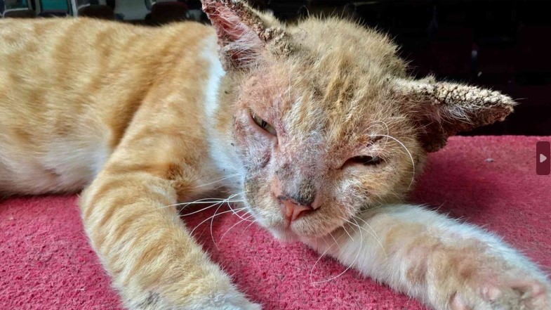 8 Cara Menghilangkan Jamur Kucing Paling Ampuh Obat Alami dan Resep Dokter 2025