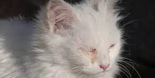 8 Cara Mengobati Mata Kucing Belekan dan Berair Secara Alami 2025
