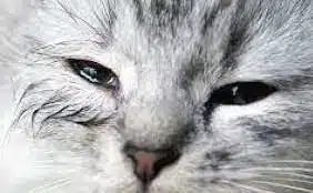 Cara Mengobati Mata Kucing Belekan Dan Berair Dengan Daun Sirih