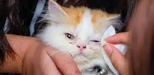 Cara Mengobati Mata Kucing Belekan Dan Berair