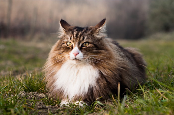 Ciri dan Karakteristik Kucing Hutan Norwegia