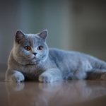 Daftar Harga Kucing British Shorthair Umur 3 Bulan 2023