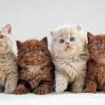 Daftar Harga Kucing Persia Medium, Putih, Himalaya, Flatnose, Anakan, Dewasa, Peaknose, Odd Eye Umur 3 Bulan 2023