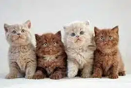 Daftar Harga Kucing Persia Medium, Putih, Himalaya, Flatnose, Anakan, Dewasa, Peaknose, Odd Eye Umur 3 Bulan 2025