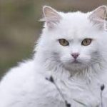 Daftar Harga Pasaran Kucing Anggora Asli, Campuran Persia dan Kampung Beserta Ciri dan Cara Merawatnya 2023