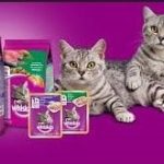 Daftar Harga Whiskas Basah Kitten Junior Sachet 1 Dus 1 Kg di Indomart dan Alfamart 2023