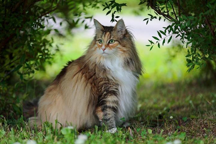 Harga Kucing Hutan Norwegia