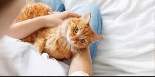 Jasa Grooming Kucing Murah di Bandung Terpercaya Panggilan ke Rumah 2023