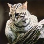 Jenis Kucing Hutan Asli Indonesia