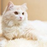 Jenis Kucing Nabi Muhammad SAW Bernama Muezza, Berikut Faktanya