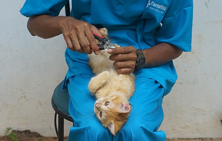 Keuntungan Menggunakan Jasa Grooming Kucing