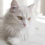 Kucing Anggora Harga, Ciri dan Karakteristik Beserta Cara Merawatnya 2023