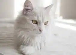 Kucing Anggora Harga, Ciri dan Karakteristik Beserta Cara Merawatnya 2025