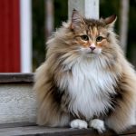 Kucing Hutan Norwegia Ciri dan Karakteristik, Makanan Beserta Harganya 2023