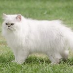 Kucing Persia Karakteristik, Ciri-Ciri, Harga Beserta Cara Merawatnya 2023