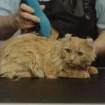 Layanan Tempat Grooming Kucing Terdekat di Bandung Murah Lengkap dan Terpercaya 2023