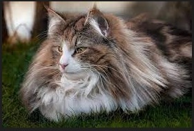 Makanan Kucing Hutan Norwegia