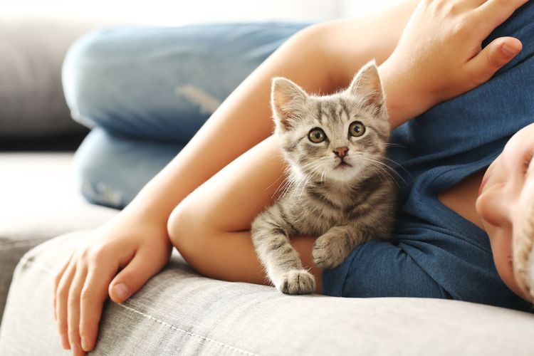 Manfaat Memelihara Kucing Bagi Lingkungan Rumah