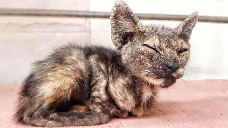 Menghilangkan Jamur Kucing
