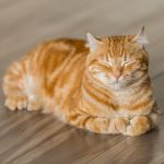 10 Fakta Kucing Oren Banyak Digemari Oleh Pecinta Hewan Peliharaan Popular 2023