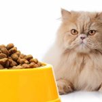 10 Makanan Kucing Persia Bernutrisi dan Bergizi Paling Aman dan Cocok Untuk Diberikan 2023