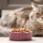 10 Makanan Kucing Yang Bagus Paling Recommended 2023