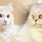 10 Perbedaan Kucing Persia dan Anggora Dari Segi Ciri Karakteristiknya Terbaru 2023