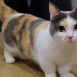 7 Jenis Kucing Kaki Pendek Cocok Untuk Hewan Peliharaan Beserta Harganya Terbaru 2023