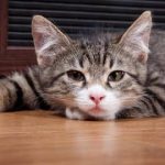 7 Obat Herbal Untuk Kucing Sakit Bahan Alami Paling Ampuh 2023