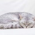 8 Cara Mengobati Kucing Sakit Secara Alami dan Obat Resep Dokter Paling Ampuh 2023