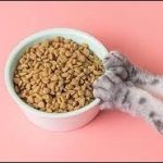 8 Jenis Makanan Kucing Bergizi Harga Murah Terbaru Paling Recommended 2023